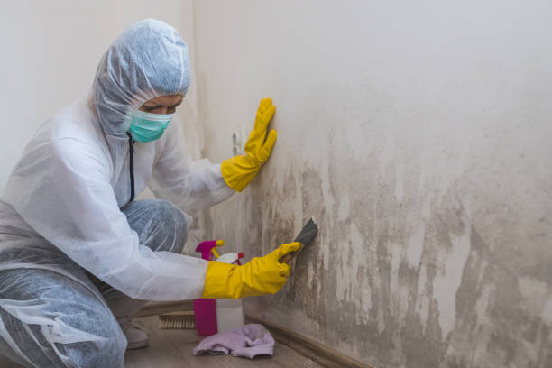 Professional Mold Remediation in Lenexa, KS